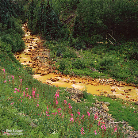 Acid mine drainage from abandoned gold mines pollutes Red Mountain Creek Uncompahgre National Forest SAn Juan Mountains Ouray County Colorado Rob Badger
