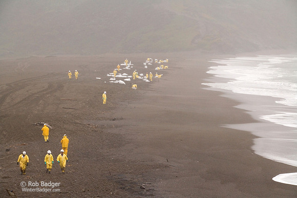cleanup_beach24_oil_rodeobch_ggnra_ca