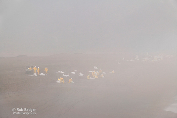 cleanup_beach25_oil_rodeobch_ggnra_ca