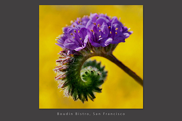 Phacelia_boudin_bistro_Corporate slideshow template