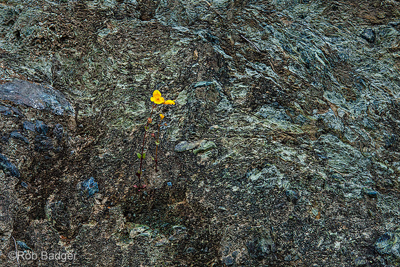 Seep Monkeyflower against fractured Serpentine rock_Mount Tamalpais_Marin County_California_K3C0571_Rob Badger