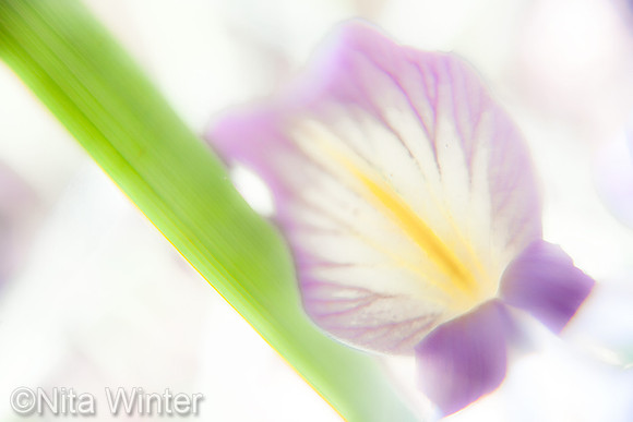 Iris Contact _MK3A4038_master_08_17_17