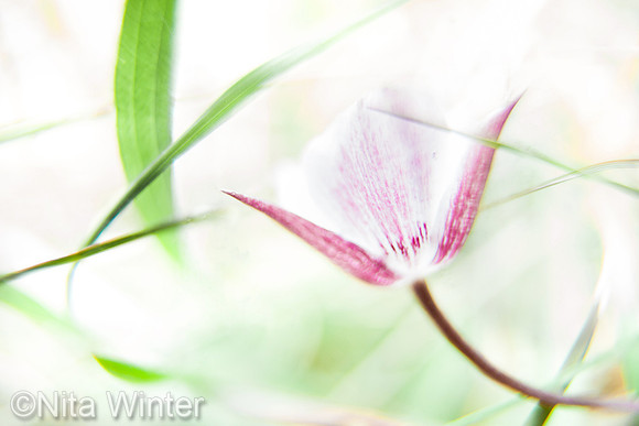 Oakland star tulip Ring Mt MCOSD CA_K3C9917_-sat red green_x1550