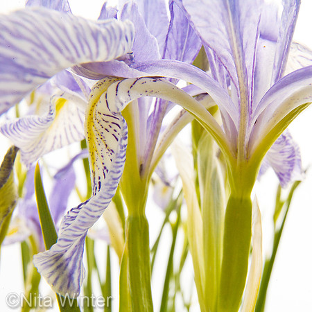 wild_iris13_toybnf_ca_02crop_1x1 copy