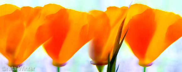 contact_poppy_MK3A3651_5W_x_2H_ratio_x1550