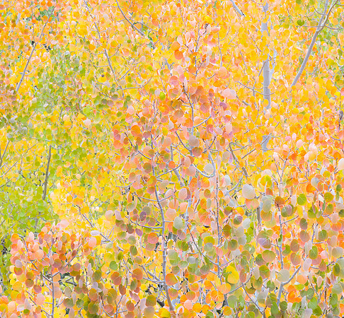 aspen leaf detail_DSC0444_x1550