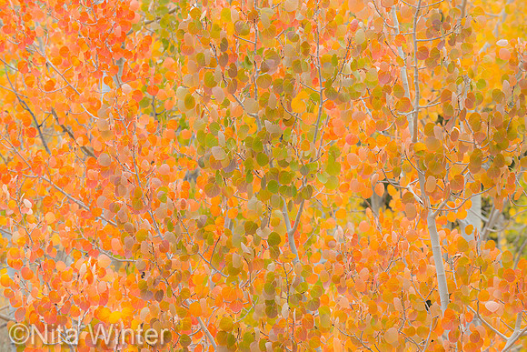 aspen leaves sierra nevada mts ca_X1_8508 -42 clarity_x1550