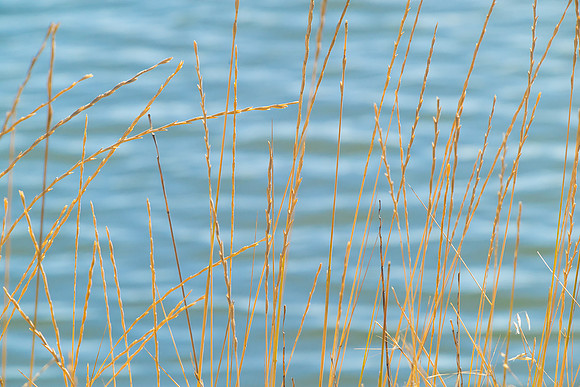 grass and water_corte madera ca_DSC5835_x1550