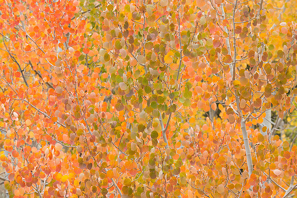 aspen leaves_X1_8508