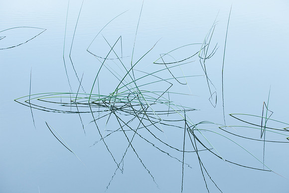 water_reeds_mendocino_ca_MK3A5016