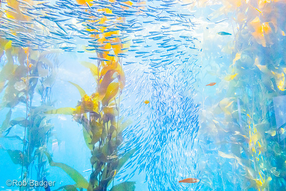 Fish swim left and up Monterey Bay Aquarium CA_DSC2826 master_11_15_16