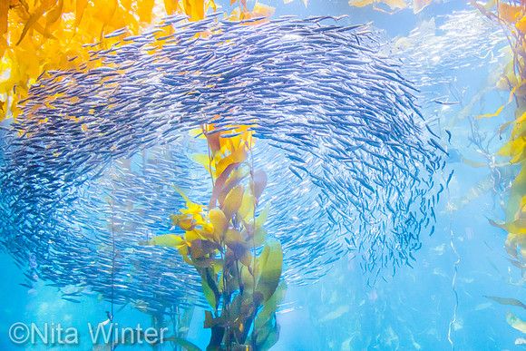 fish swirl monterey aquarium_DSC5548