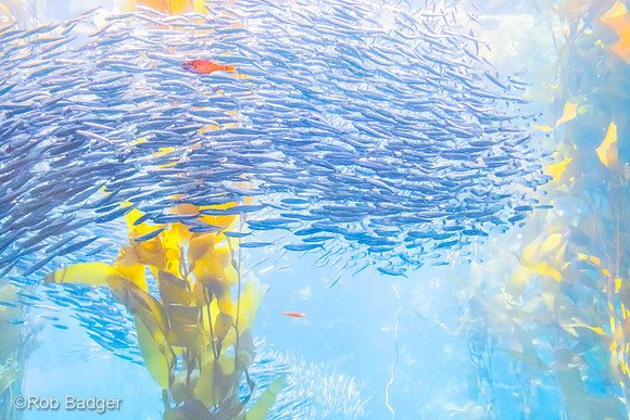Orange fish fish swim leftMonterey Bay Aquaum CA_dsc2828_master_11_15_16