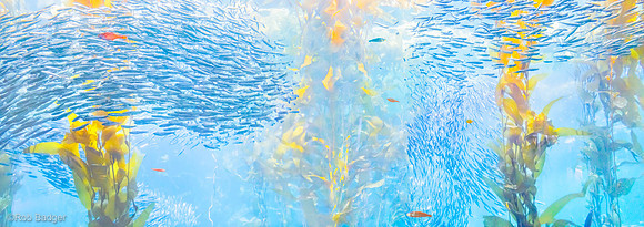 combine images Monterey Bay Aquarium CA_dsc2828_