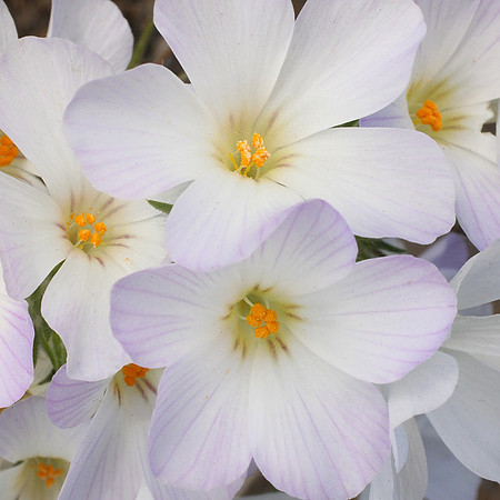 Phlox_Linathus_Pt reyes NS_ CA_MK3A5993