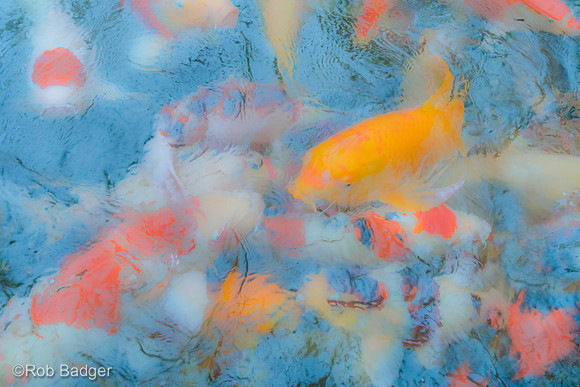 Koi_DSC7210_lighter