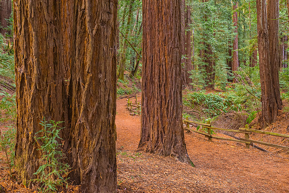 Redwood Trees Redwood Reg Pk CA_DSC1005_Alameda County Arts Commission for Highland Hospital Rob Badger