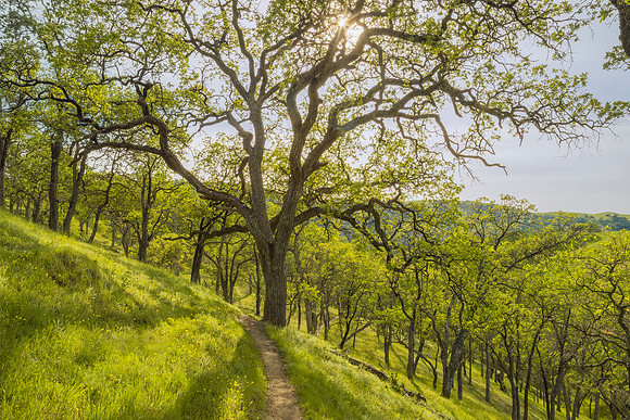 Spring foliage on Blue Oaks_La Del Valle Park_Alameda County Arts Commission for Highland Hospital Rob Badger