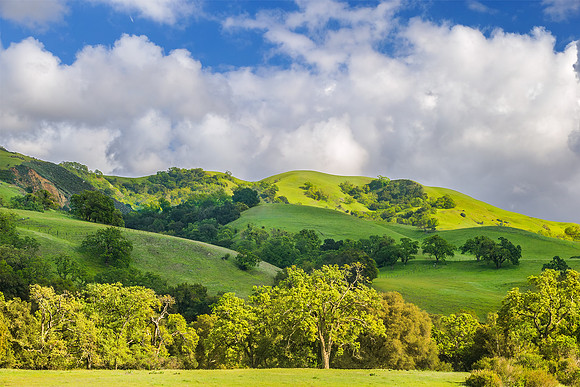 Spring Foliage on Oaks Sunol Regional Park_CA_X1_3719_Alameda County Arts Commission for Highland Hospital Rob Badger