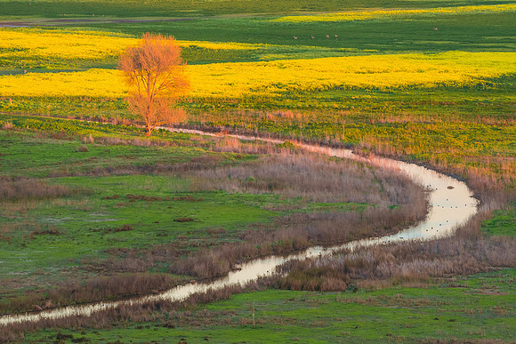 Bare tree and creek_Alameda County Arts Commission for Highland Hospital Rob Badger