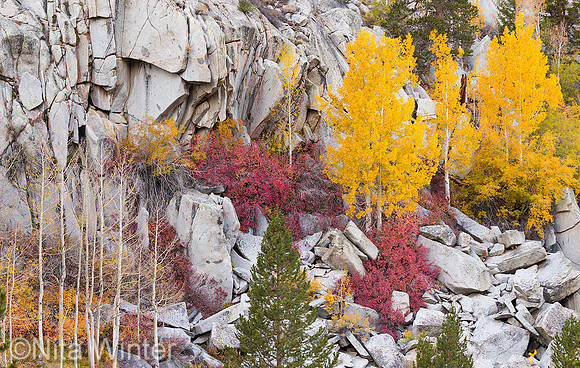 yellow aspens_Bishop Creek_South Lake_Inyo National Forest_ CA_X1_8514_x1550