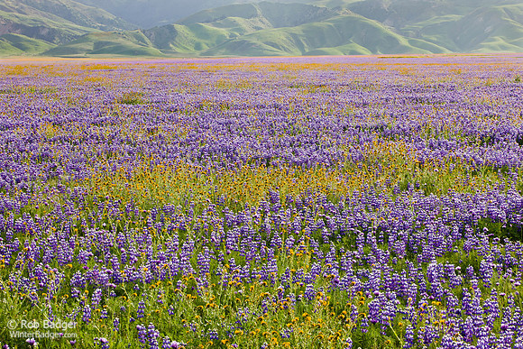 field_of_lupine_fiddleneck_01_tejon_ranch_kerncnty_ca_x1550