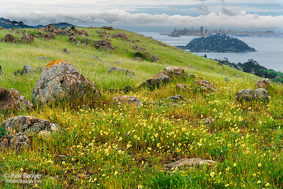 Tidy Tips with SF in background Ring Mt MCSOD CA_DSC1262_x1550