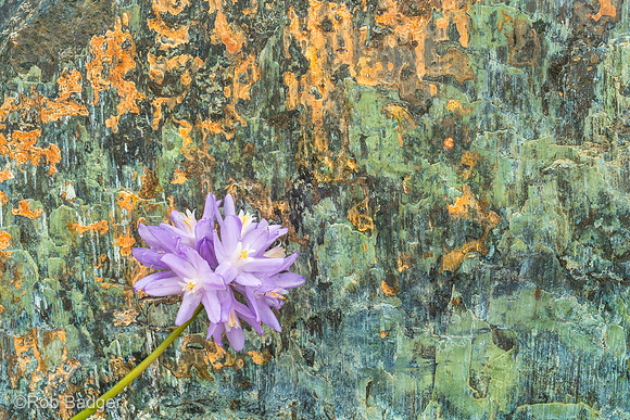 Blue Dicks Wildflower Against Serpentine Rock, Sierra Foothills CA_DSC1173_x1550