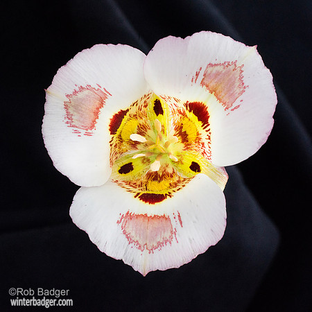 butterfly mariposa lily black background Mt Diablo SP CA _DSC6878_12w_x_8H