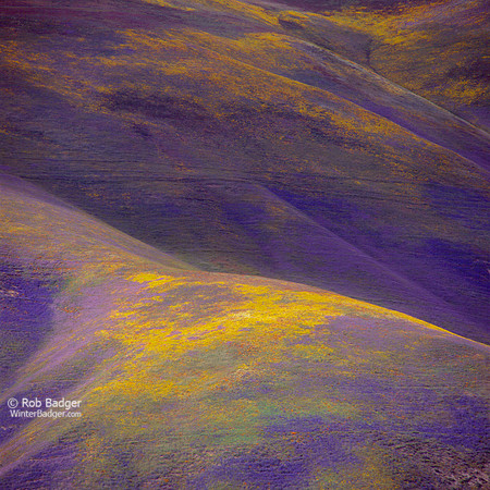 Wildflowers Rolling Hills Detail #2 Peace Valley Area CA 042003 #1_x1033