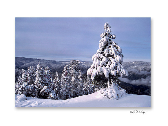 Single Pine in Fresh Snow in the Sierra Mountains, California