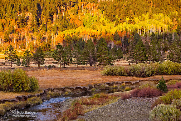 Sunrise on Aspen Trees in Fall Foliage_ Hope Valley_Toiyabe National Forest_Sierra Nevada Mountains_California_MK3A1651_Rob Badger