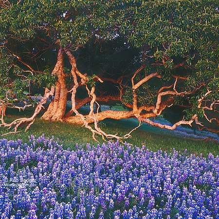 California Buckeye tree_and_Lupine wildflowers_after sunset_Monterey County_California_Rob Badger