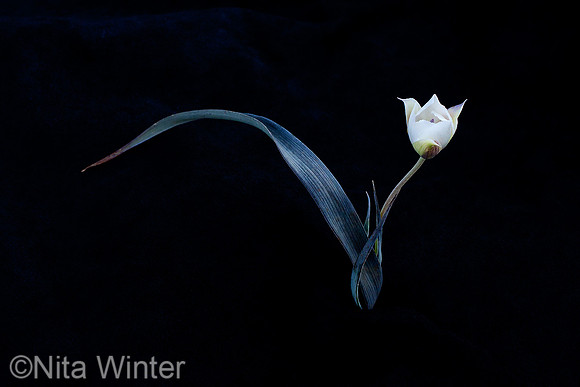 oakland_star_lily_mttamsp_MG_7385_x1950