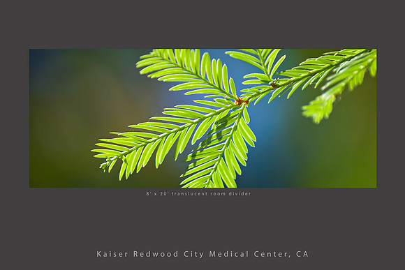 redwood needles room divider_kaiser redwood city healthcare slideshow