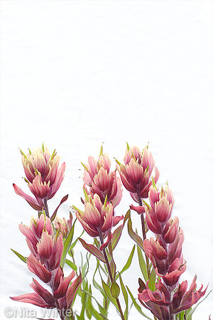 biclrd_pntbrsh_ybbsn_uncmpnf_co_MG_1266_x1033