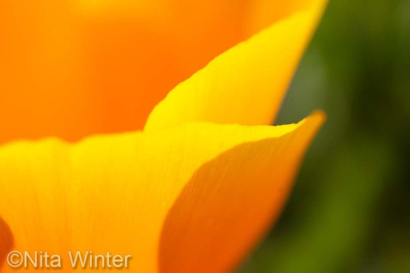 wildflower_abstract_california_poppy_04_MG_9322