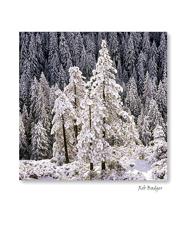 Backlit Pines in Fresh Snow in the Sierra Mountains, California
