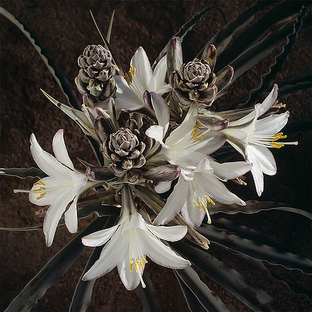 Desert Lily in morning light during a 100 Year Bloom_Anza-Borrego Desert State Park, California_Rob Badger