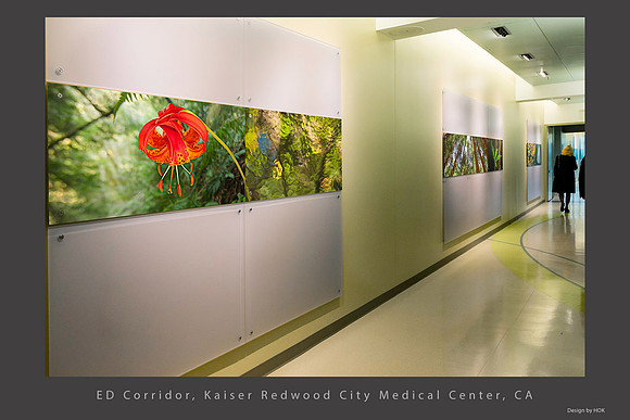 Ed Corridor Leopard Lily Kaiser Redwood City Installation