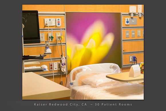 tidy tip wildflower close up, 36 x 39" patient room art Kaiser Redwood City hospital ca