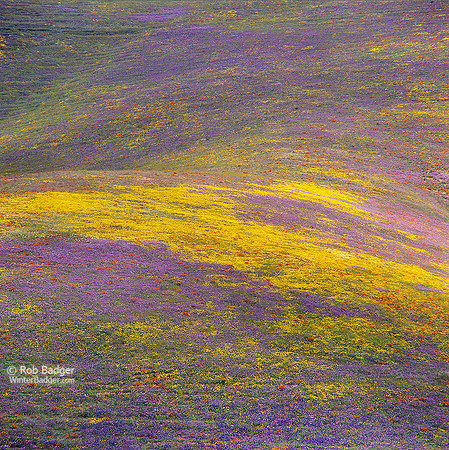 Wildflowers Rolling Hills Detail with Yellow Stripe #1Peace Valley Area CA 042003_x1033