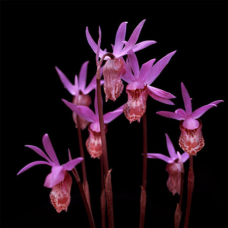 calypso_orchid_01_mttamsp_mrincnty_ca_9x9