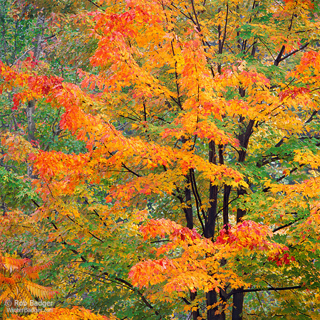 Red orange and yellow leaves on a Sugar maple tree_Acer saccharum_in fall foliage with dark wet trunk_Green Mountain National Forest_Vermont_USA_Rob Badger