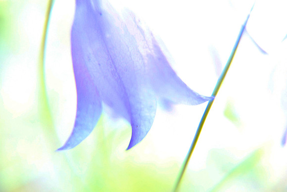 Common Harebell_Campanula rotundifolia_ wildflower_Mount Rainier National Park_Washington_MK3B4320_ Rob Badger