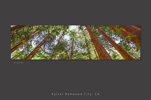 Redwood Forest Canopy, 8 foot panel in ED Corridor, Kaiser Redwood City Medical Center, CA