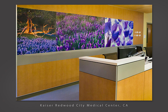 Purple Lupine triptych, 15 ft panel, Kaiser Redwood City Medical Center, CA