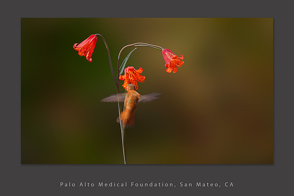 PAMF_hummingbird
