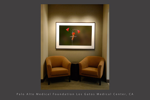 Hummingbird, Altos Oaks Plastic Surgery Center Healthcare_installation