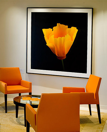 California Poppy fine art print Irvine Foundaton Headquarters by Rob Badger